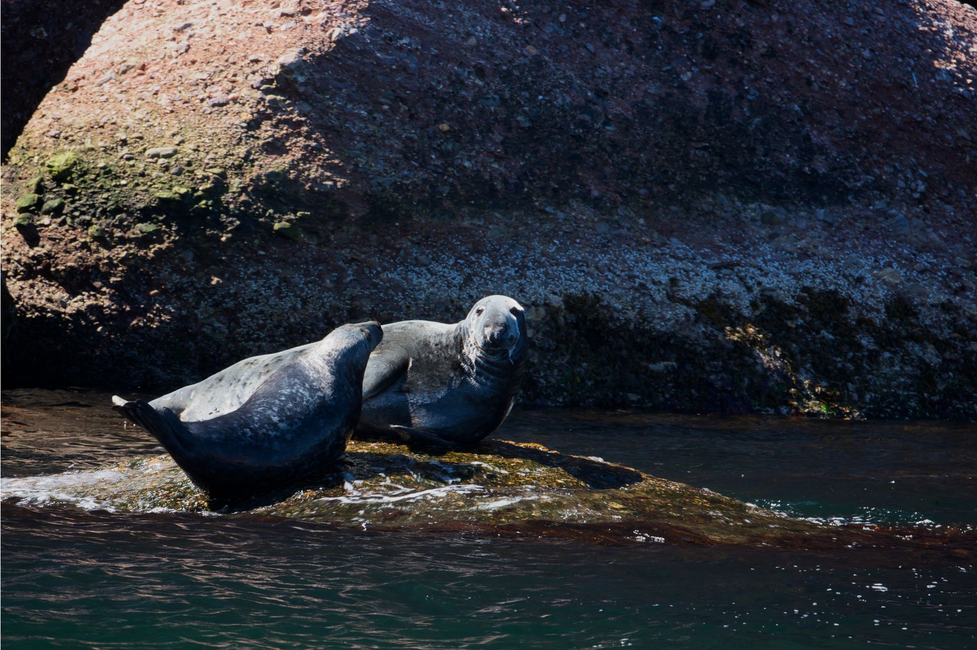 Twee zeehonden rusten op een rotsachtige kustlijn in Canada naast donker water.