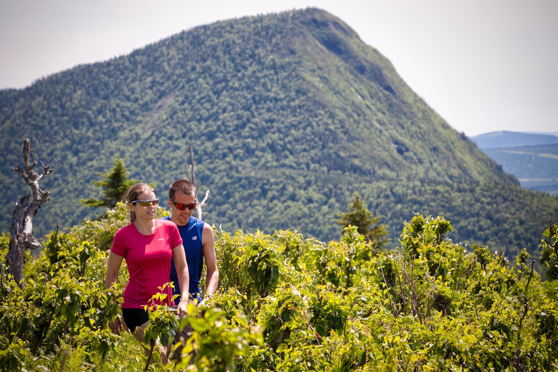Twee mensen wandelen door groene groene struiken in het reserve faunique de Matane, Quebec Canada, met een berg op de achtergrond.
