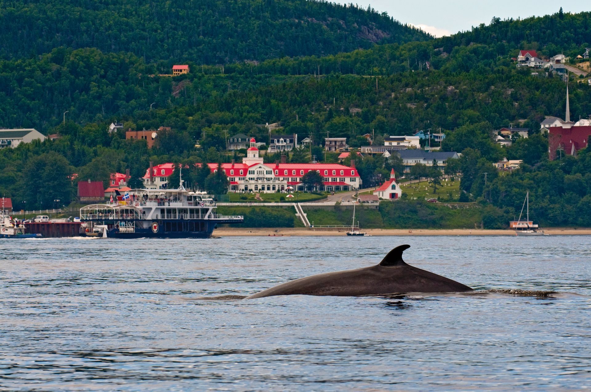 Een walvisvin die boven water komt in de haven van Tadoussac in Canada met boten en een dorpje op een heuvel op de achtergrond.