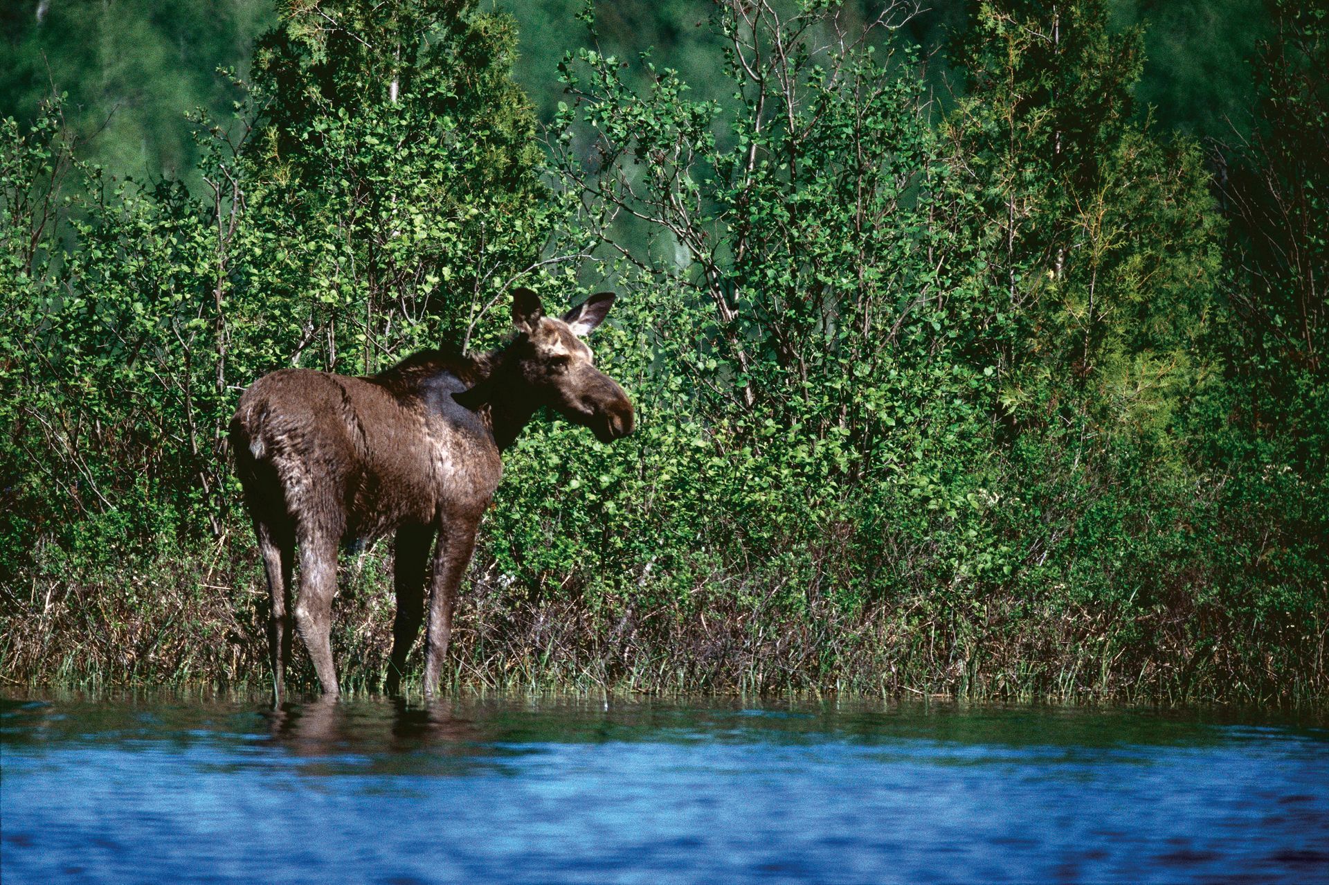 Een eland in Mauricie, Canada, staat in ondiep water langs een weelderig groene rivieroever.