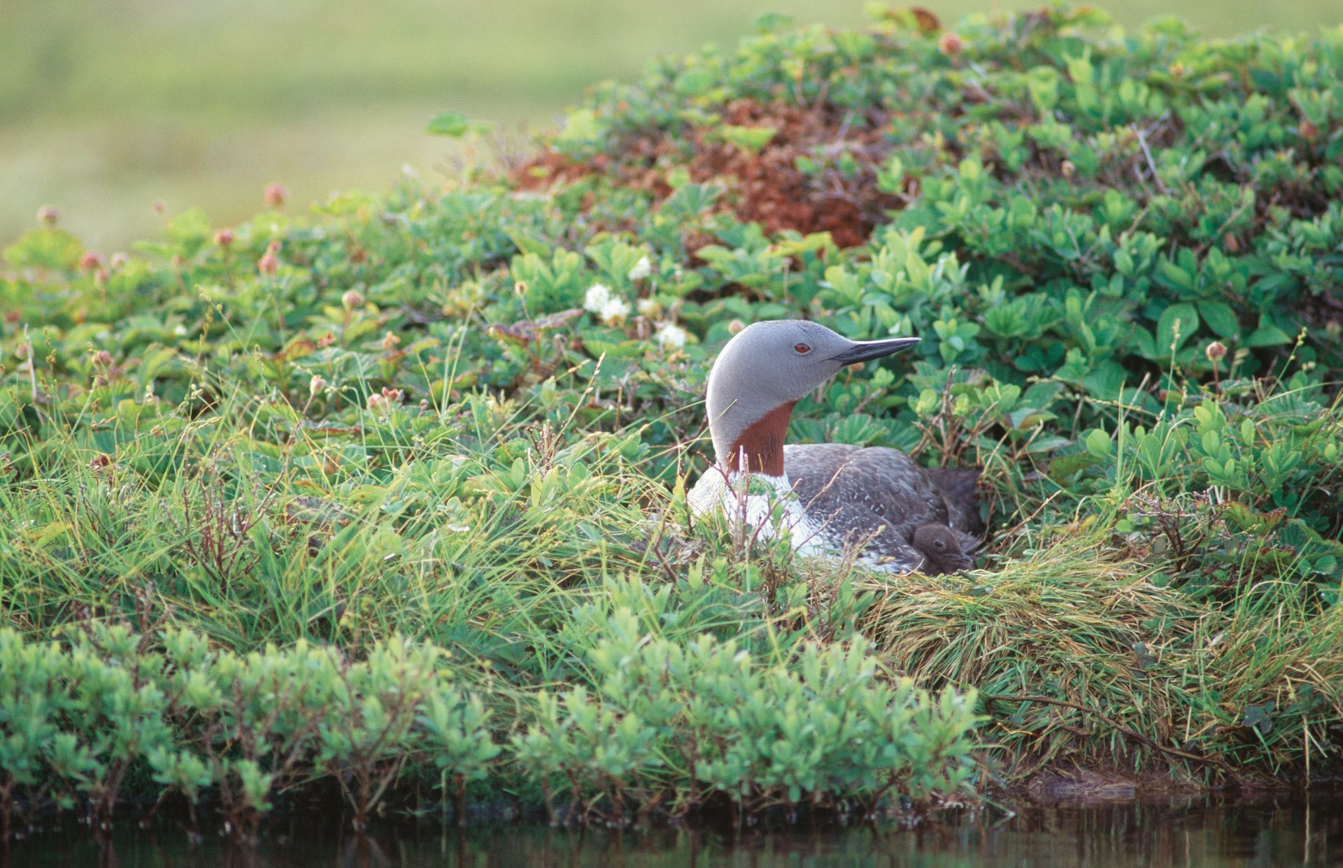 Roodkeelduiker in Canada die rust in de groene moerasvegetatie naast kalm water.