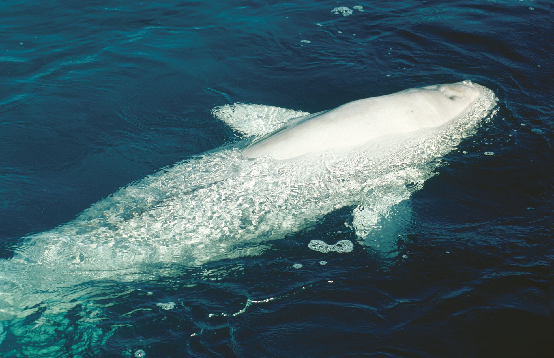 Witte Beluga in Tadoussac, Canada, die bovenkomt in het donkerblauwe oceaanwater