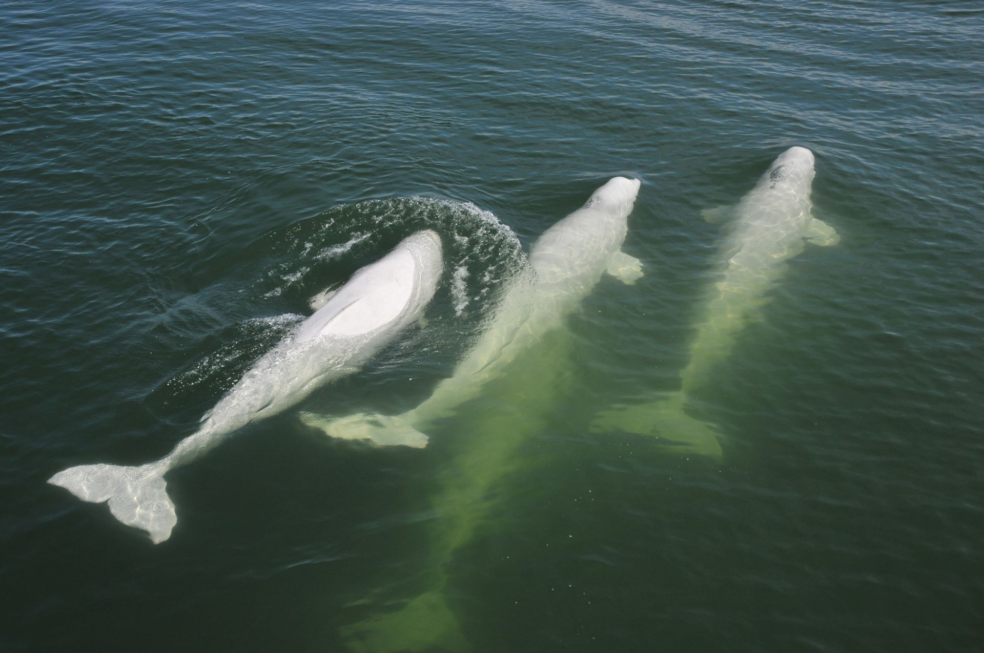 Vier witte Beluga's zwemmen in Tadoussac, Canada, in donkergroen water, van bovenaf gezien.