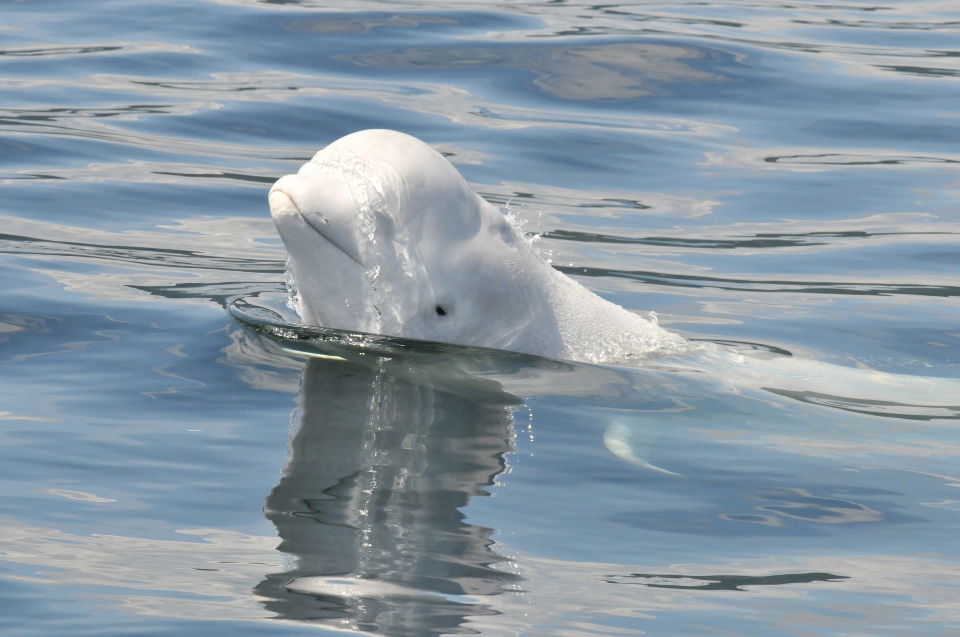 Een Beluga in Tadoussac, Canada, dobbert in het kalme blauwe water, met zijn weerspiegeling zichtbaar in het water.
