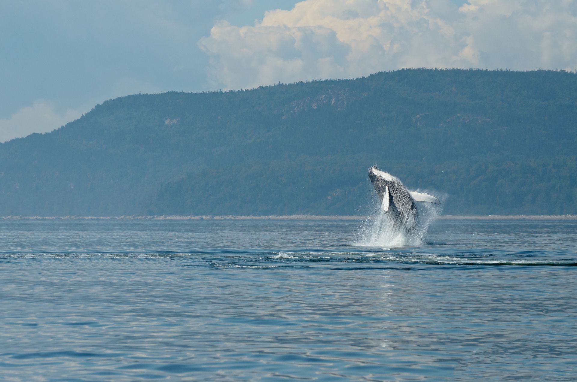 Een walvis in Tadoussac, Canada, springt uit het kalme blauwe water nabij een verre, beboste kustlijn.