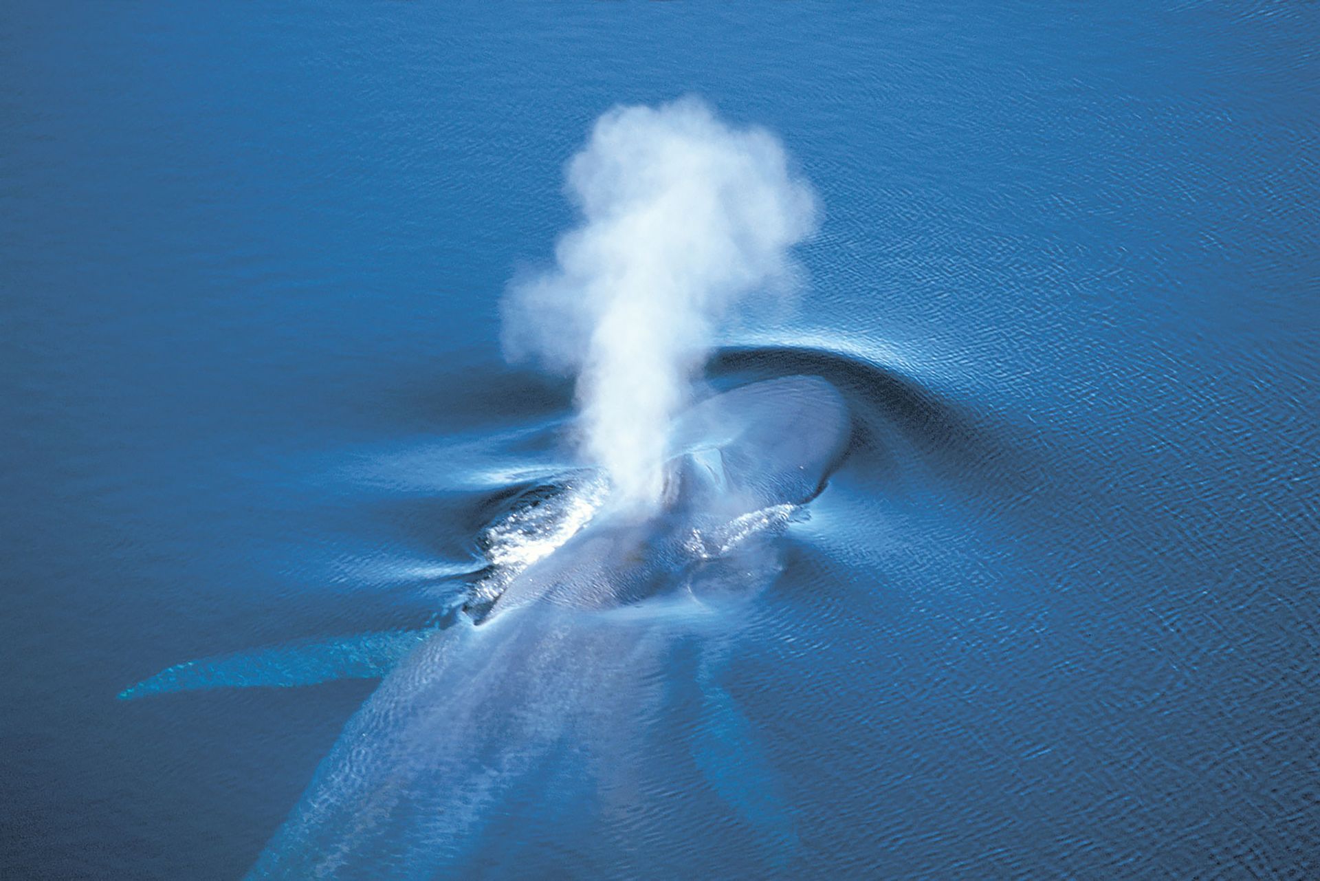Het spuitgat van een walvis komt in Tadoussac, Canada, boven water en stoot een witte wolk waternevel uit op het blauwe water.