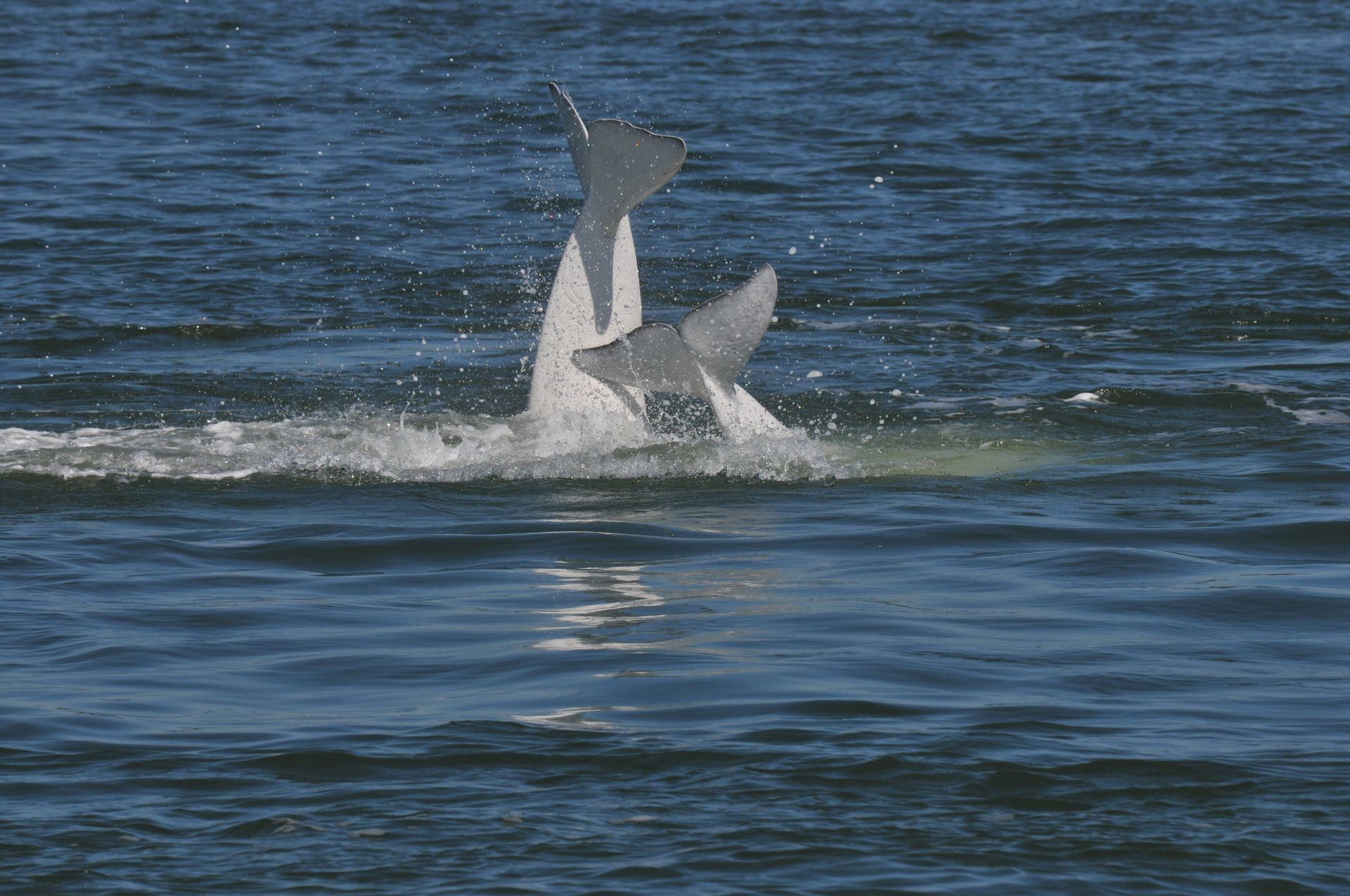 Twee beluga's springen in Tadoussac, Canada, boven het oceaanoppervlak uit en spat water tegen de blauwe zee.