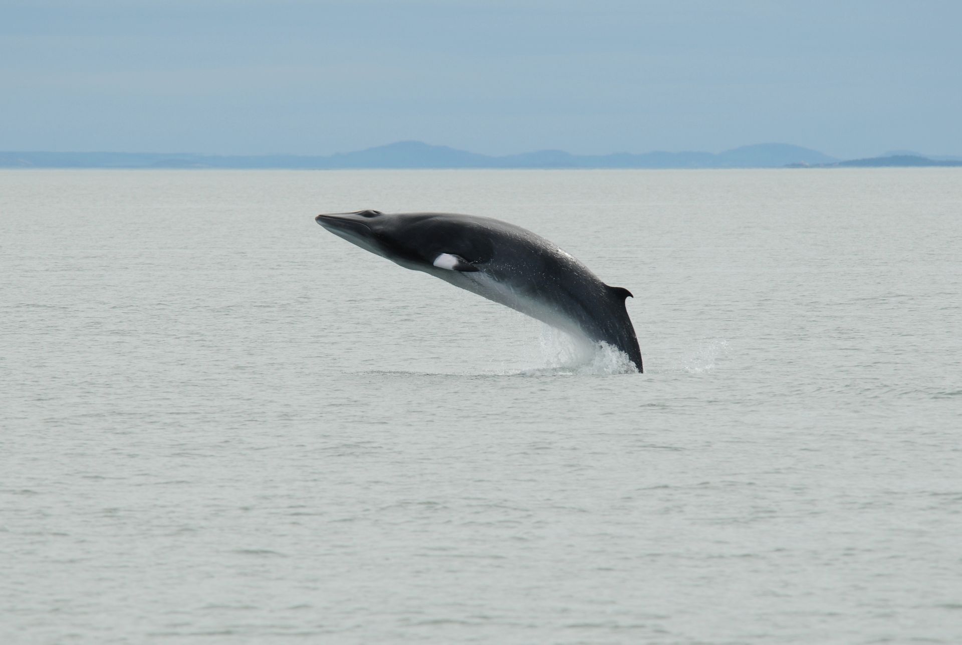 Een walvis in Tadoussac, Canada, die boven het kalme, grijze water uitspringt, met in de verte land aan de horizon.