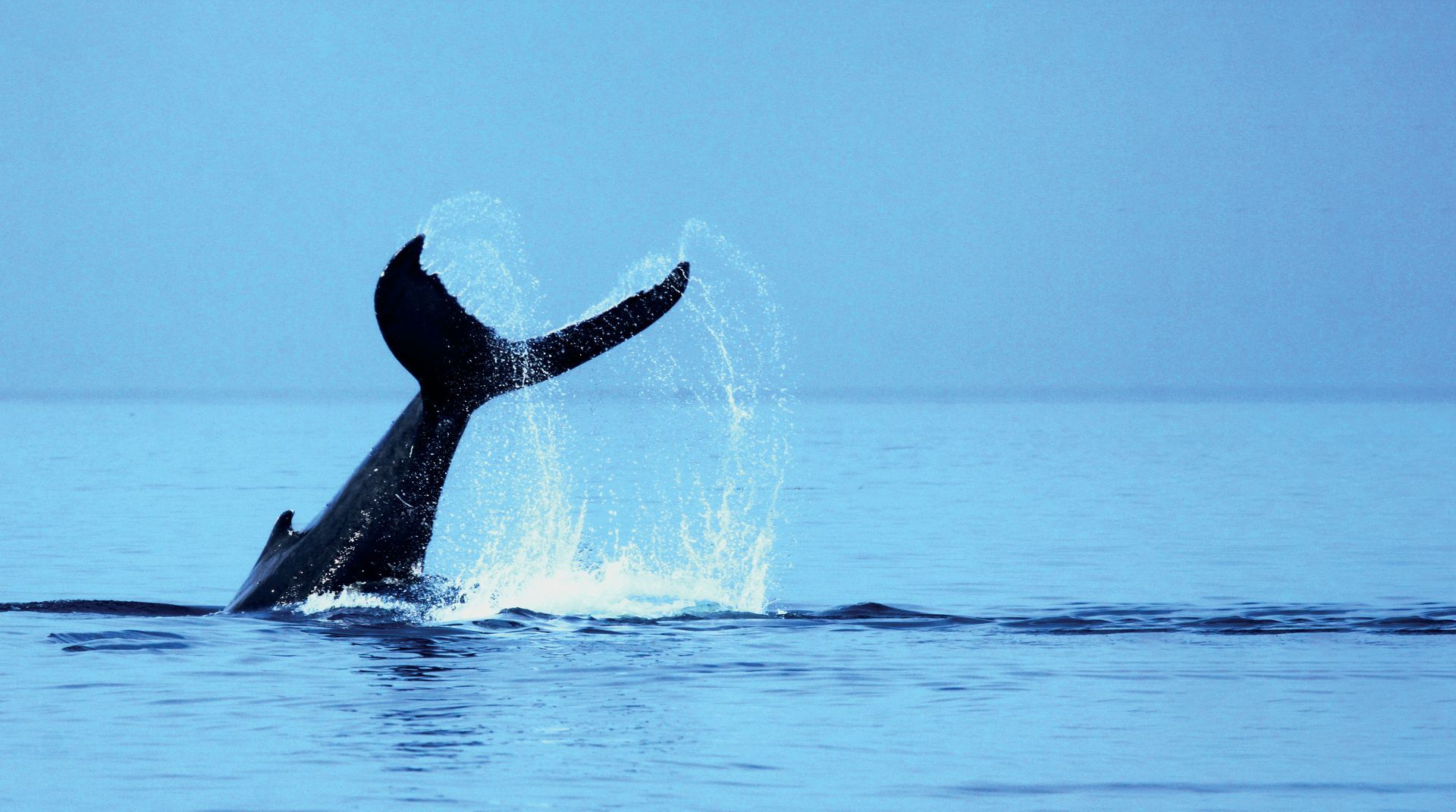 Een walvisstaart in Tadoussac, Canada, die boven het wateroppervlak van de blauwe oceaan uitsteekt en water de lucht in spat.