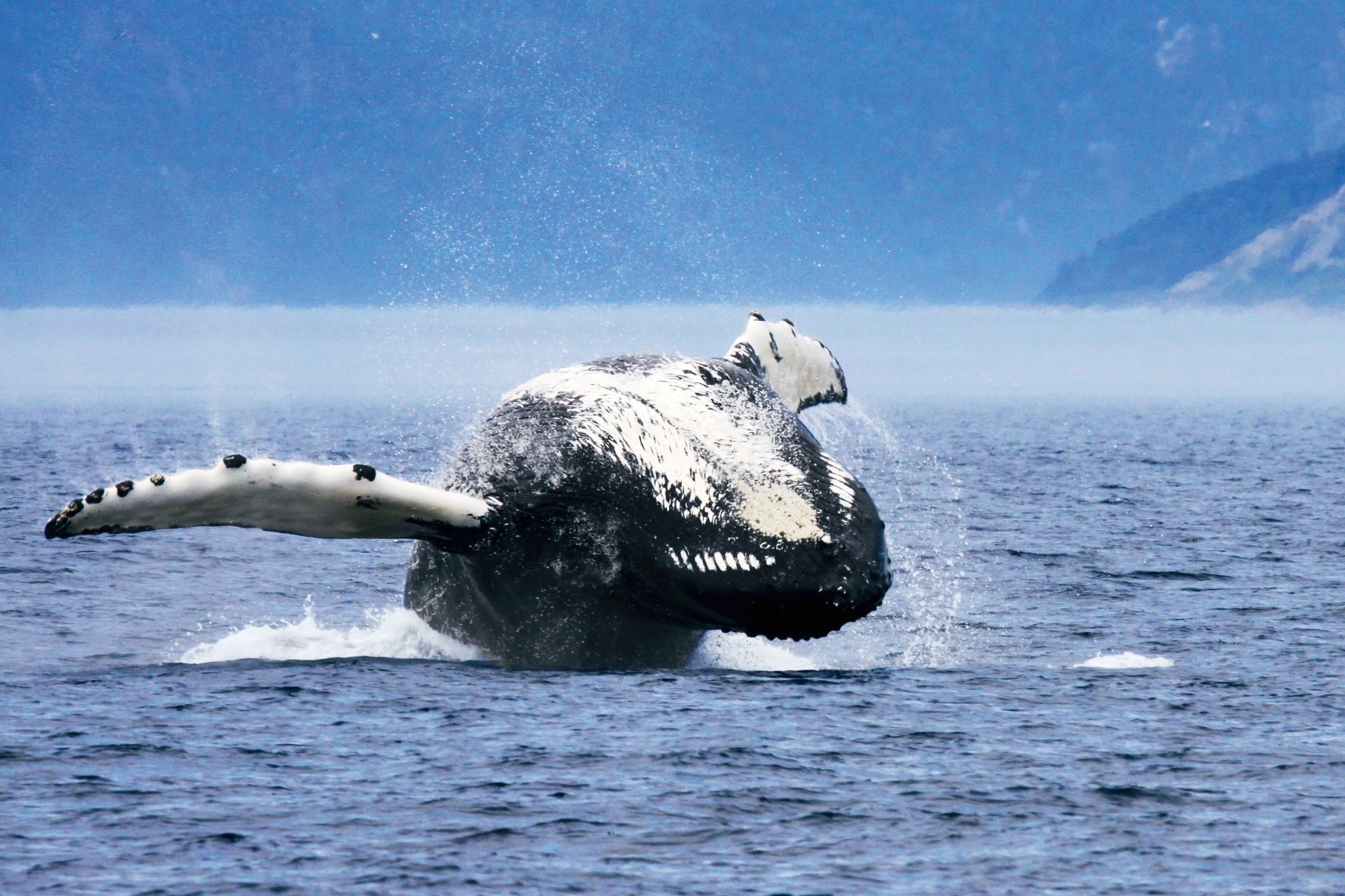 Een bultrugwalvis in Tadoussac, Canada, springt uit het water en spat water op tegen een blauwe hemel.