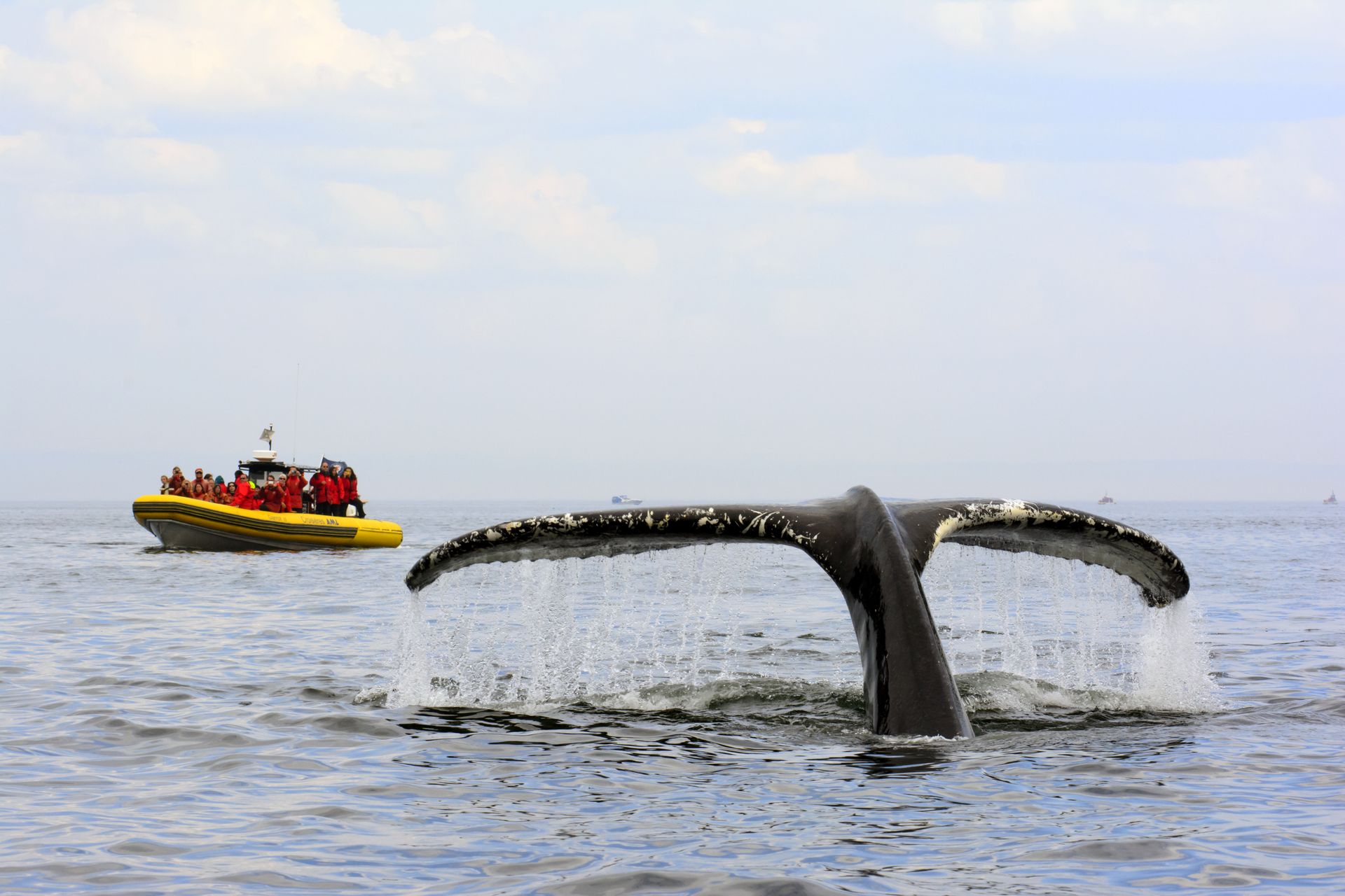 Een walvisstaart in Tadoussac, Canada, steekt op uit de oceaan naast een geel-rode boot met mensen aan boord.