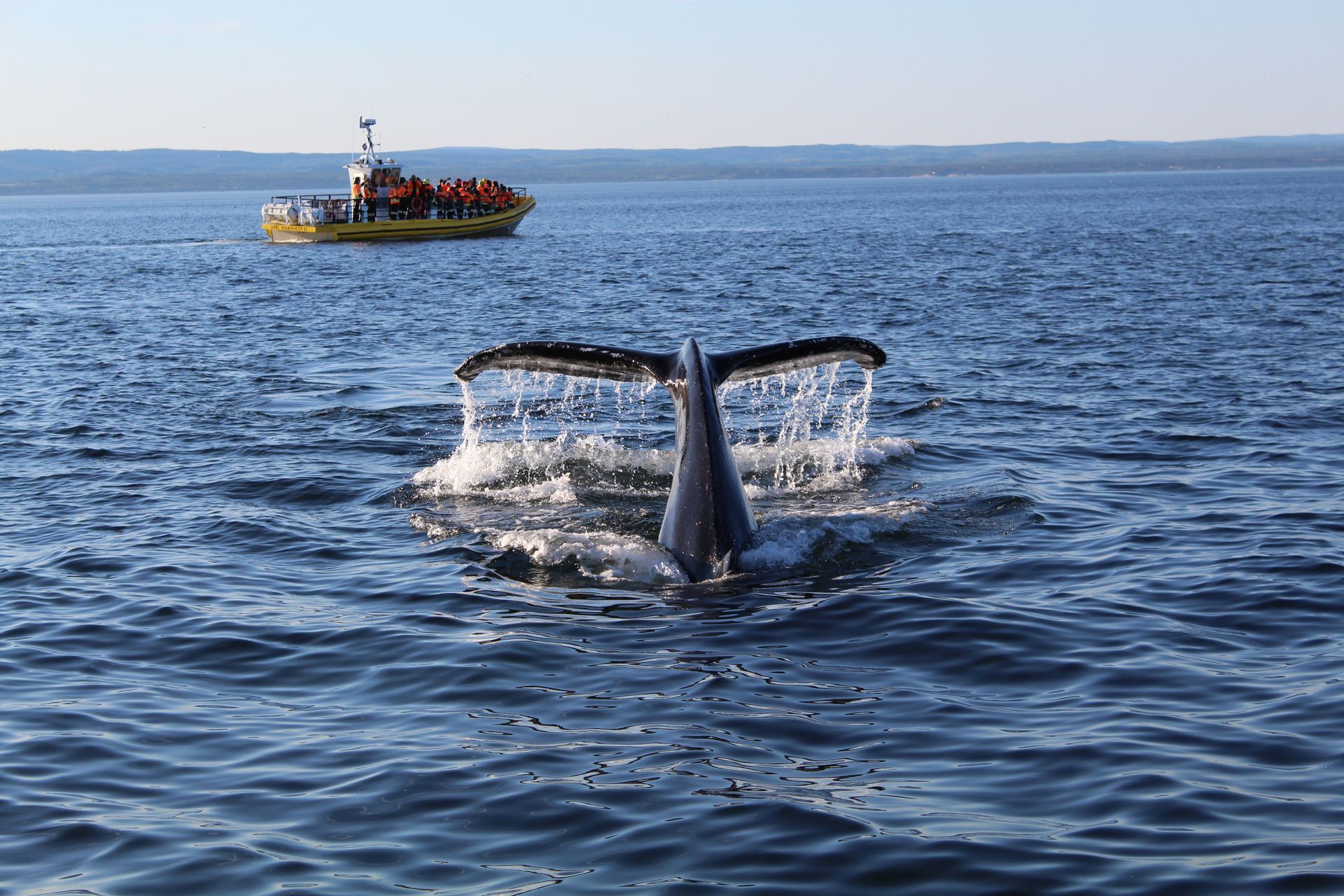 Een walvisstaart in Tadoussac, Canada, die in de oceaan spat, met in de verte een boot onder een heldere hemel.
