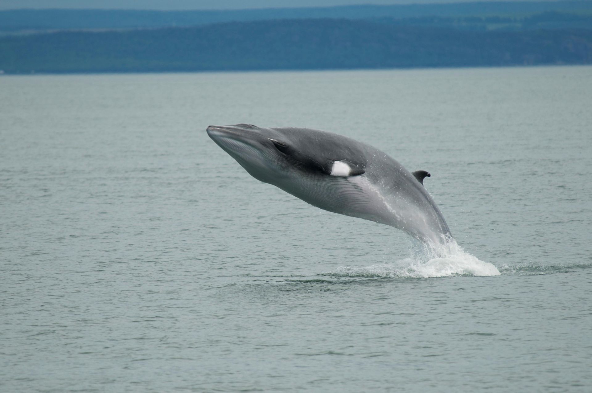 Een grijze walvis in Tadoussac, Canada, die uit het kalme oceaanwater springt, met de kustlijn in de verte op de achtergrond.