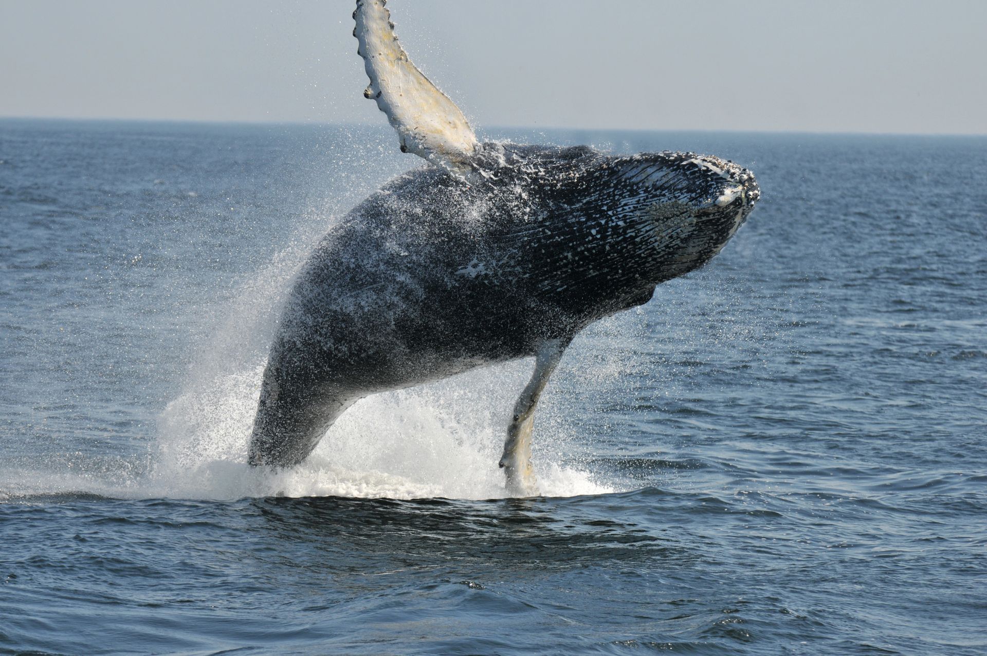 Een bultrugwalvis in Tadoussac, Canada, springt uit het water en spat water tegen een blauwe zee en lucht.