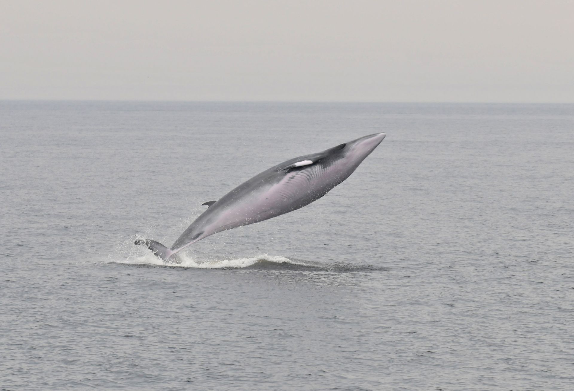 Een grijze walvis in Tadoussac, Canada, die boven het kalme oceaanwater uitspringt onder een bleke hemel.