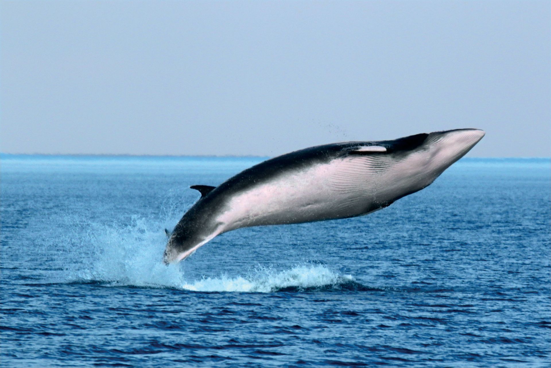 Een walvis in Tadoussac, Canada, springt uit de blauwe oceaan en spat water op tegen een heldere horizon.