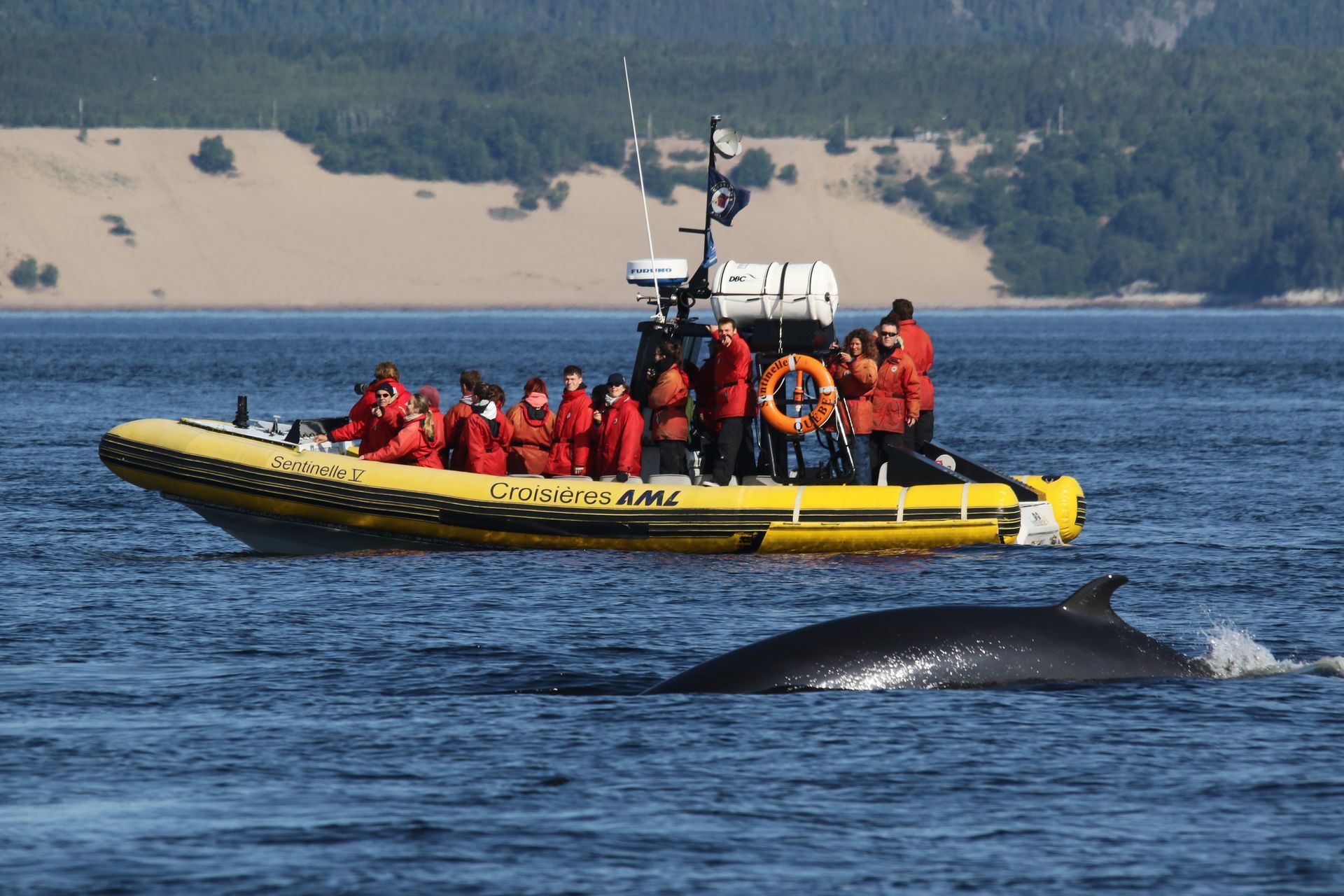 Gele rib-boot in Tadoussac, Canada, met mensen in oranje jassen op het water, die langs de rug van een walvis vaart.