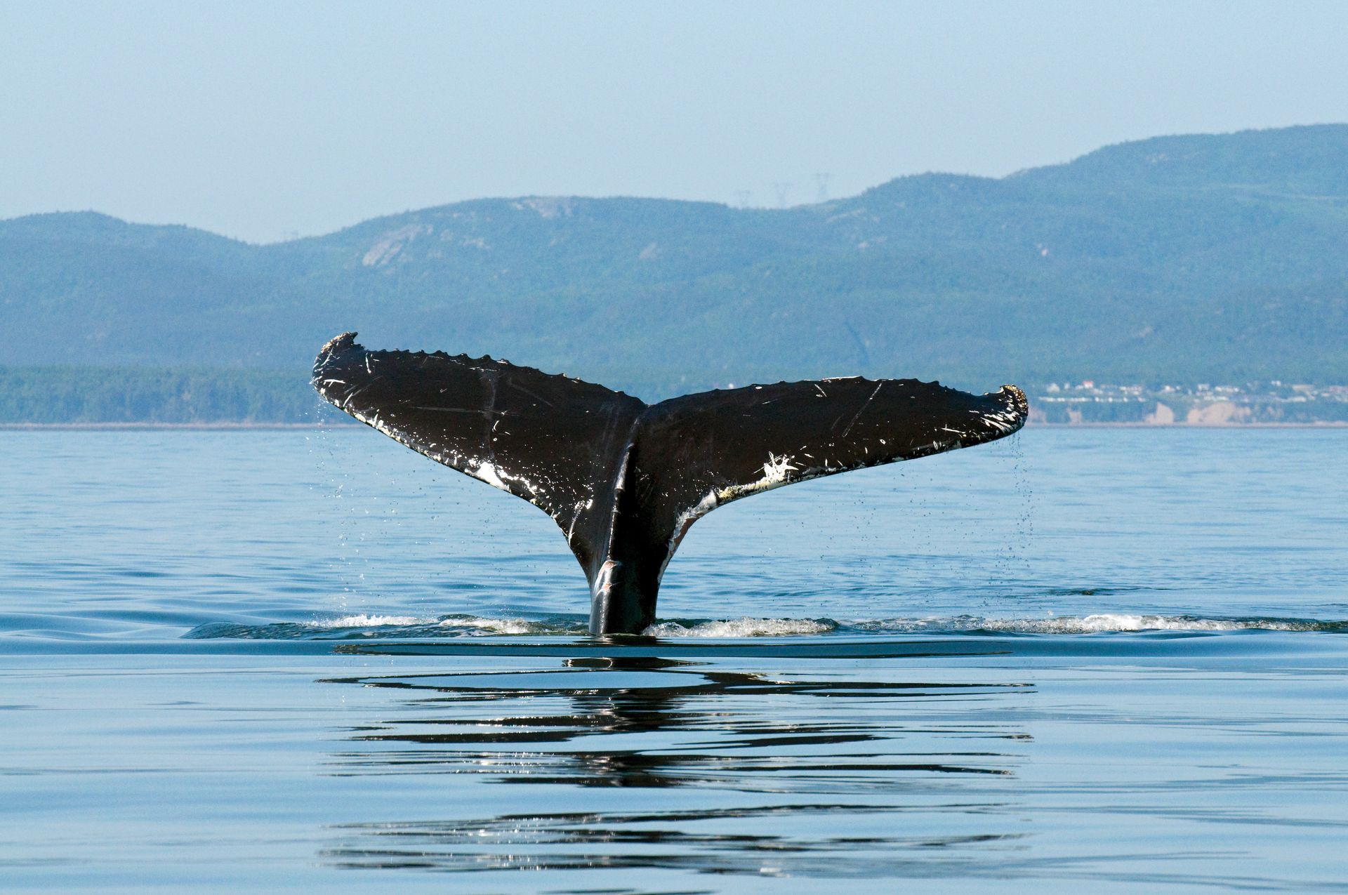 Een walvisstaart in Tadoussac, Canada, die boven het oppervlak van een kalme blauwe zee uitsteekt, met bergen op de achtergrond.
