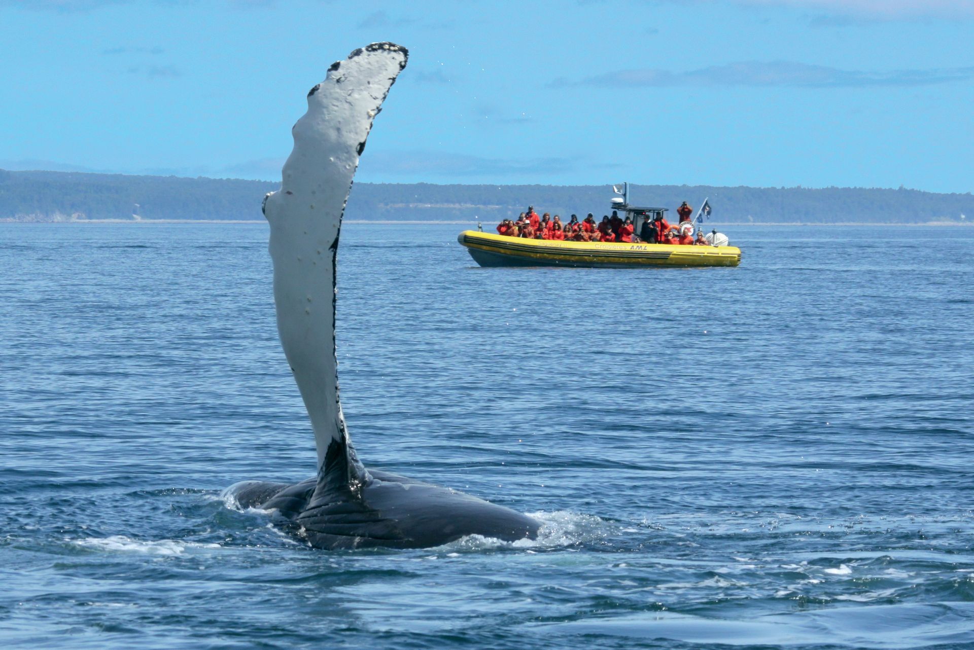 Een walvis in Tadoussac, Canada, springt uit het water vlakbij een gele rondvaartboot op een kalme, blauwe oceaan onder een heldere hemel.