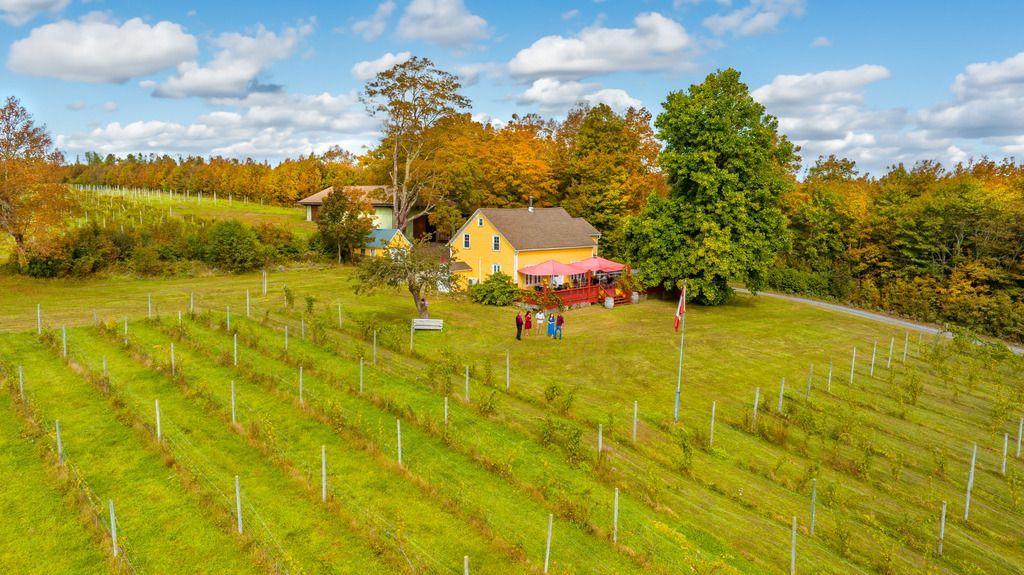 De wijngaard  van Casa Nova Fine Beverages in Bear River East , Nova Scotia, met rijen groene wijnranken, een klein huisje en mensen onder een heldere herfsthemel.