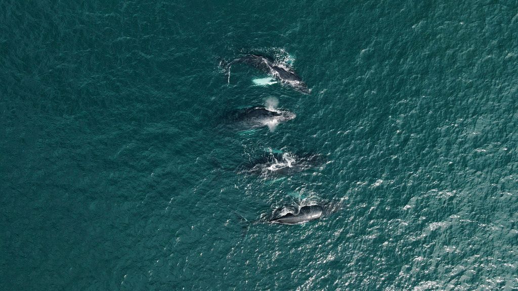 Vijf walvissen die in turquoise oceaanwater zwemmen in de omgeving van Digby, Nova Scotioa.