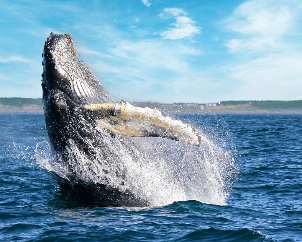 Een walvis springt uit het water in de Bay of Fundy nabij Digby, Nova Scotia, en spat water op tegen een blauwe hemel.