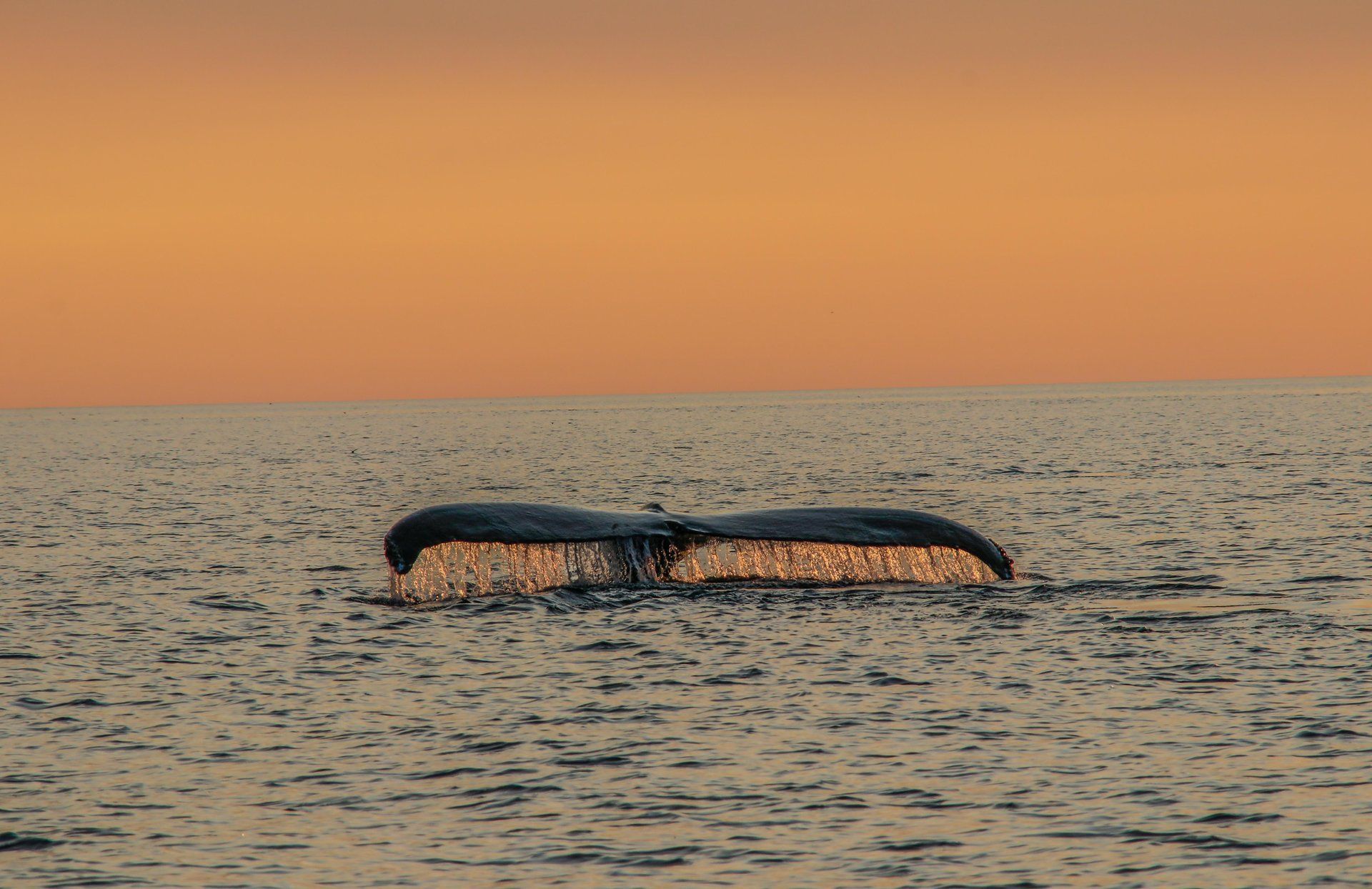 Walvisstaart in de omgeving van Digby op Nova Scotia die bij zonsondergang boven het kalme oceaanwater door het wateroppervlak breekt
