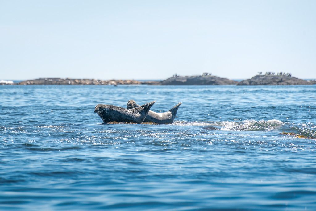 Twee zeehonden liggen op kleine rotsen voor de kust van Blue Rocks op Nova Scotia  in de blauwe oceaan, met in de verte een laag eiland aan de horizon.