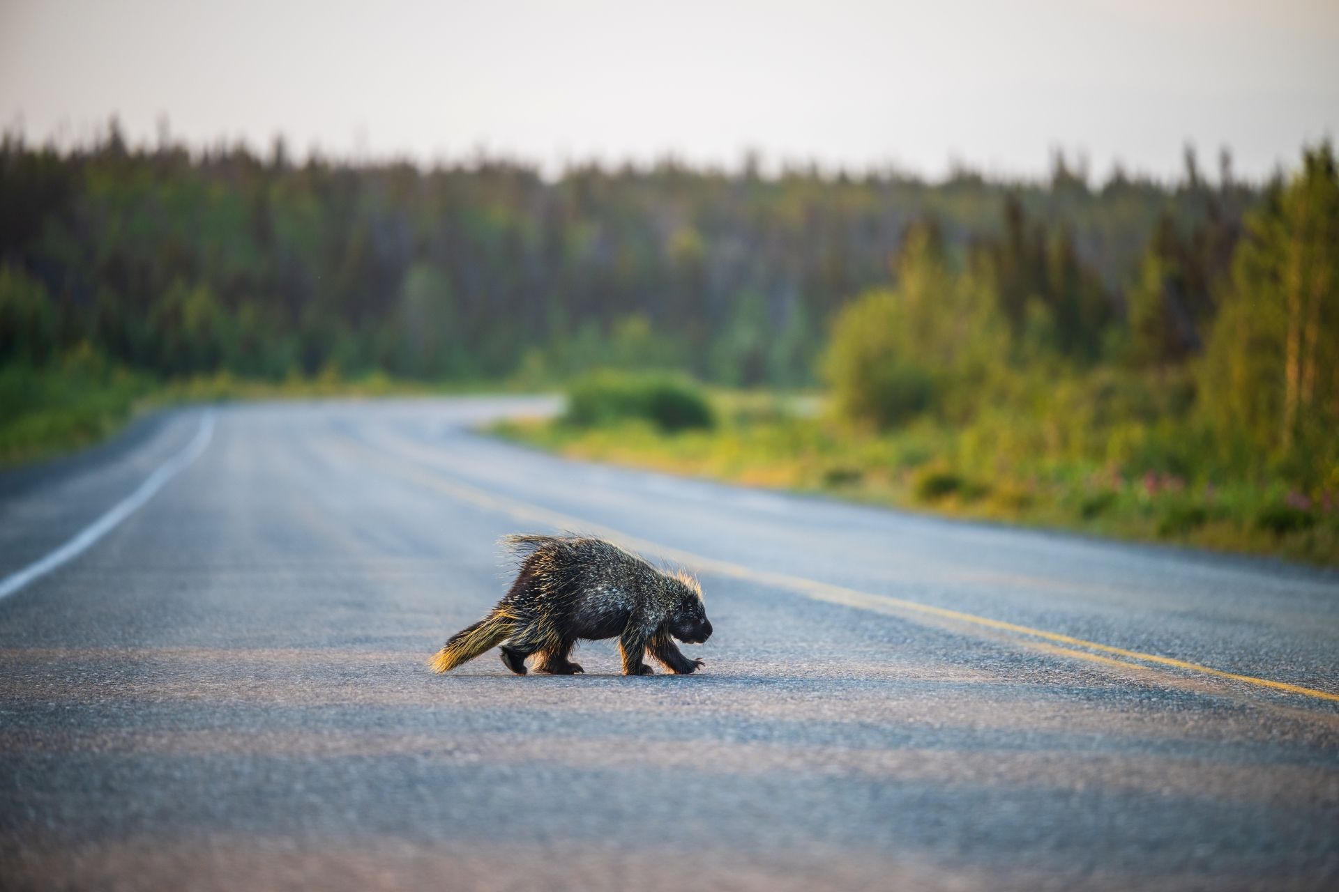 Een stekelvarken steekt de Alaska Highway in Yukon over