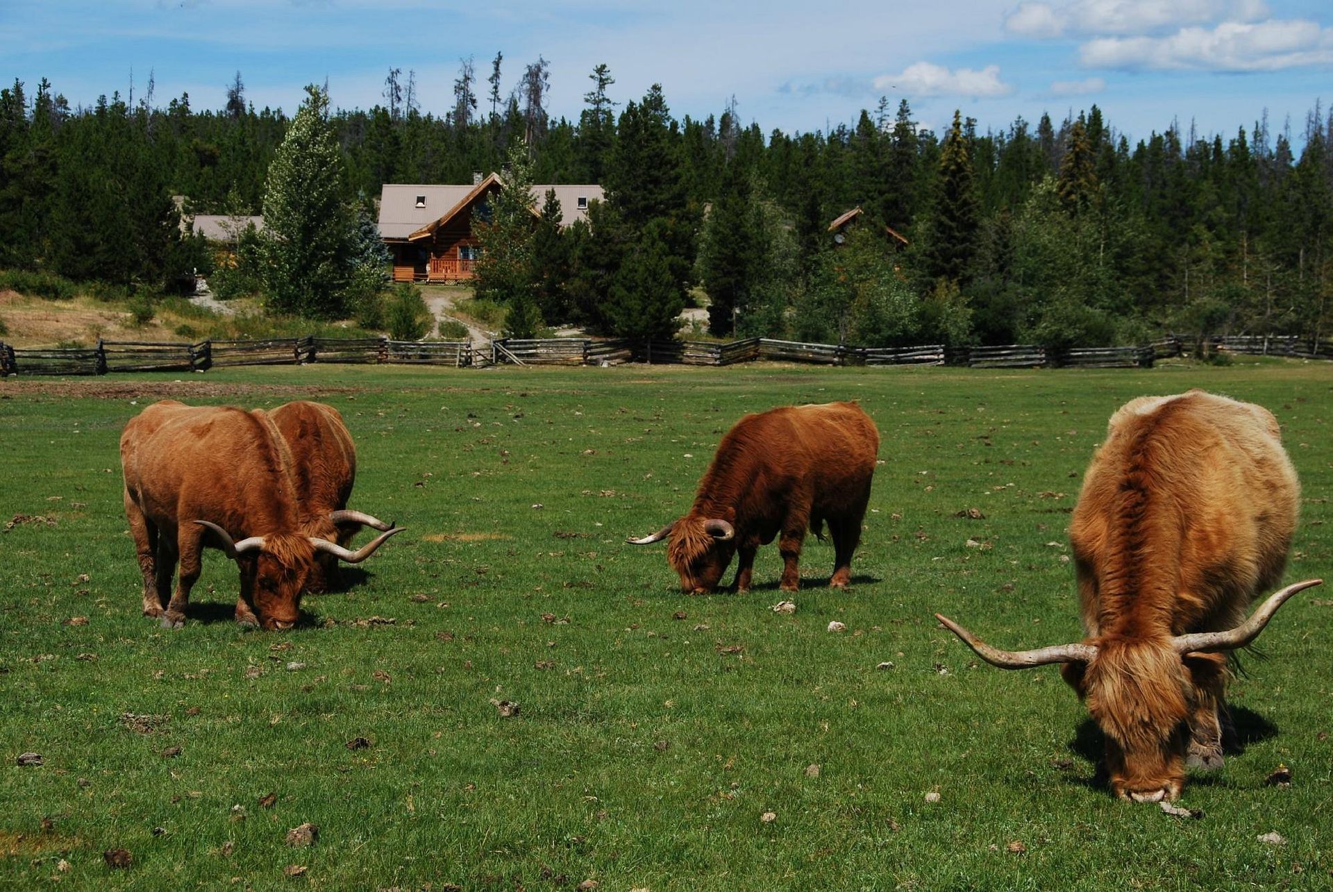Drie bruine koeien grazen in een groen veld met een boerderij en bomen op de achtergrond.