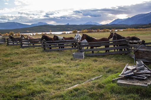 Paarden in een omheinde weide bij Terra Nostra Guest Range met bergen en een bewolkte hemel op de achtergrond.