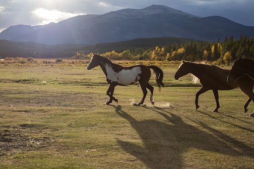 Twee paarden bij Terra Nostra Guest Range rennen over een grasveld bij zonsondergang, met bergen op de achtergrond.