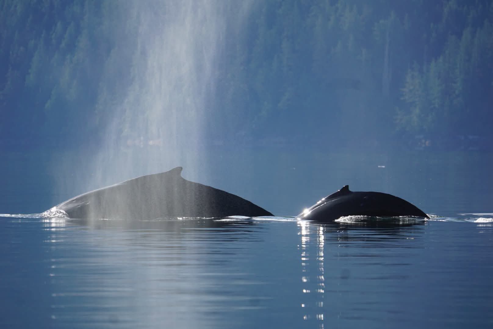 Twee donkere bultrugwalvissen komen in Canada boven water in het kalme blauwe water naast een mistige waterval.