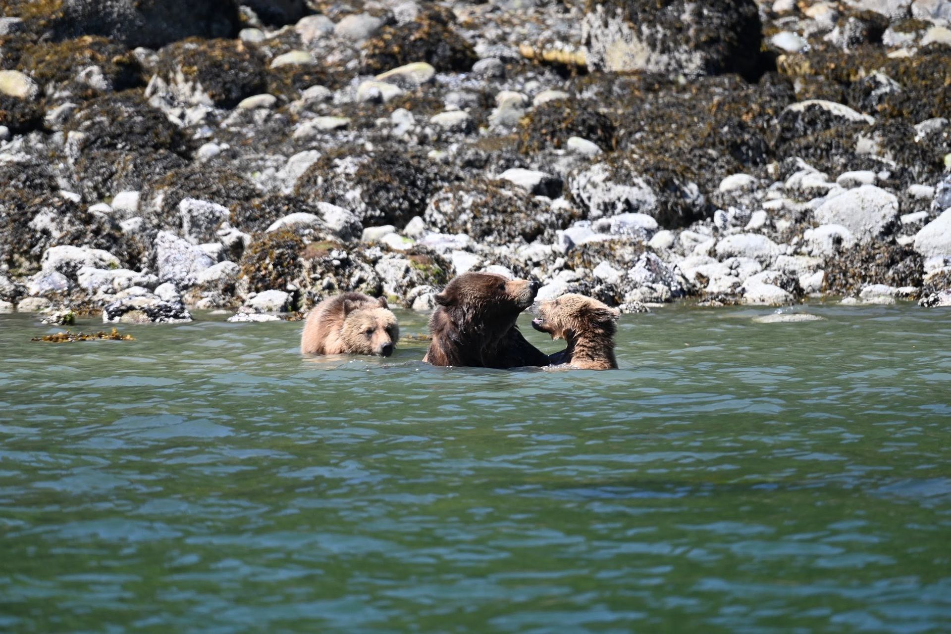 Drie grizzlyberen in Canada zwemmen in een rivier vlakbij een rotsachtige oever.