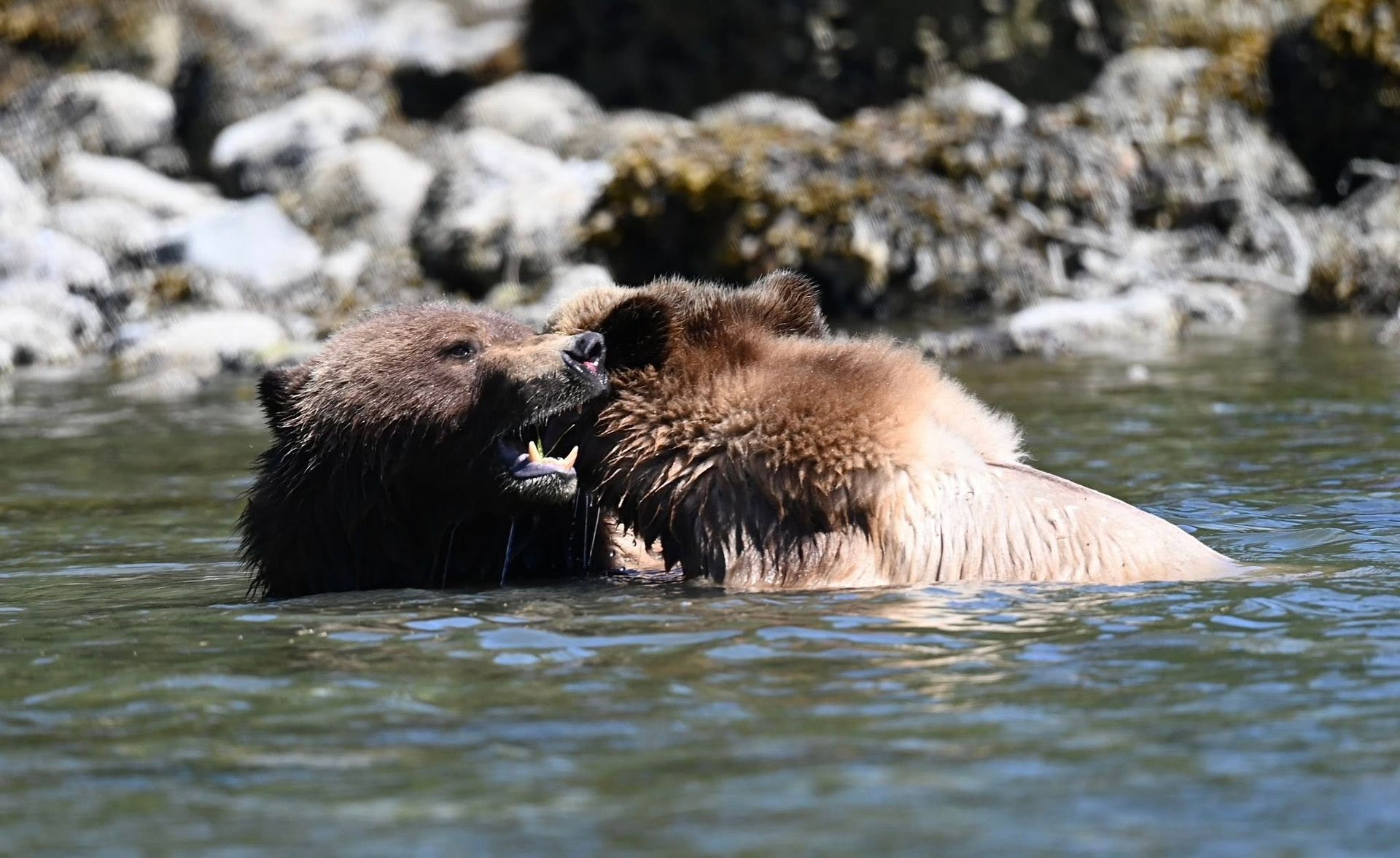 Twee grizzlyberen in Canada die elkaar knuffelen in het kalme water nabij een rotsachtige kust.