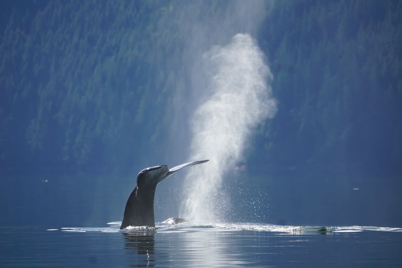 Een walvis in Canada springt uit het kalme blauwe water en spuit een hoge waterstraal de lucht in.