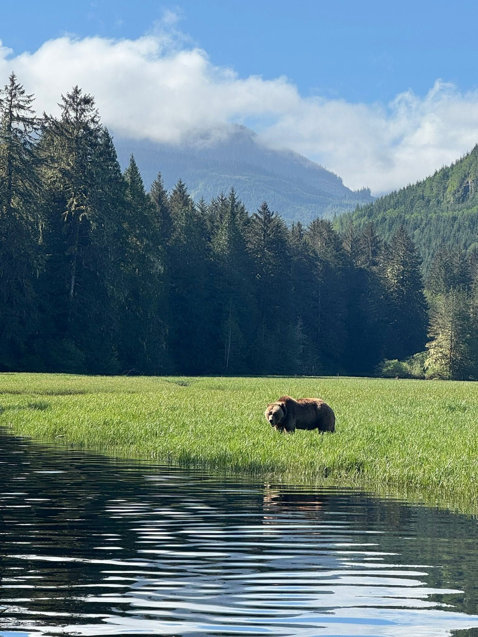 Grizzlybeer in een groene weide aan een meer, met beboste bergen en een blauwe lucht op de achtergrond.