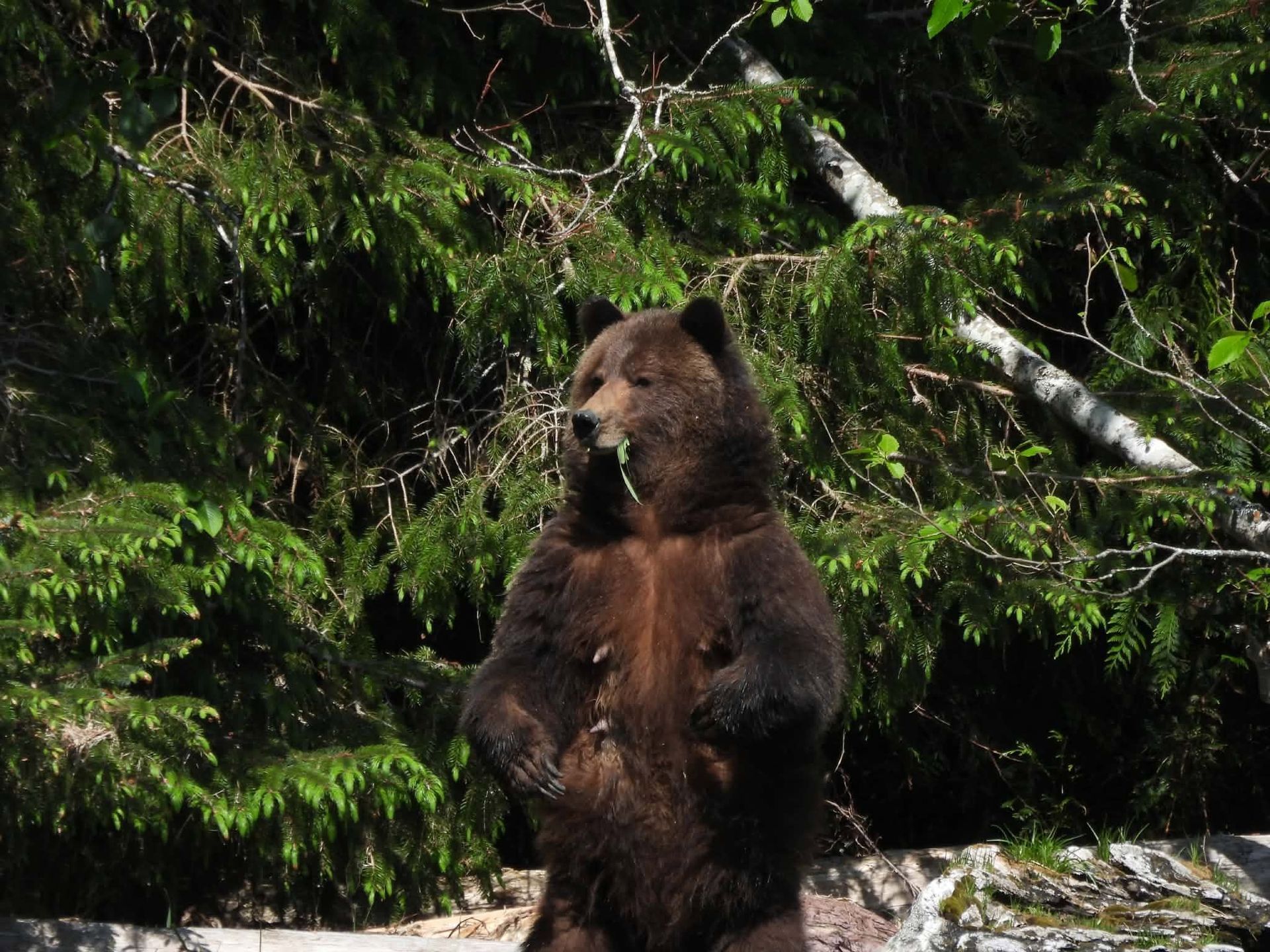 Grizzlybeer in Canada rechtopstaand in het dichte groene gebladerte van een bos