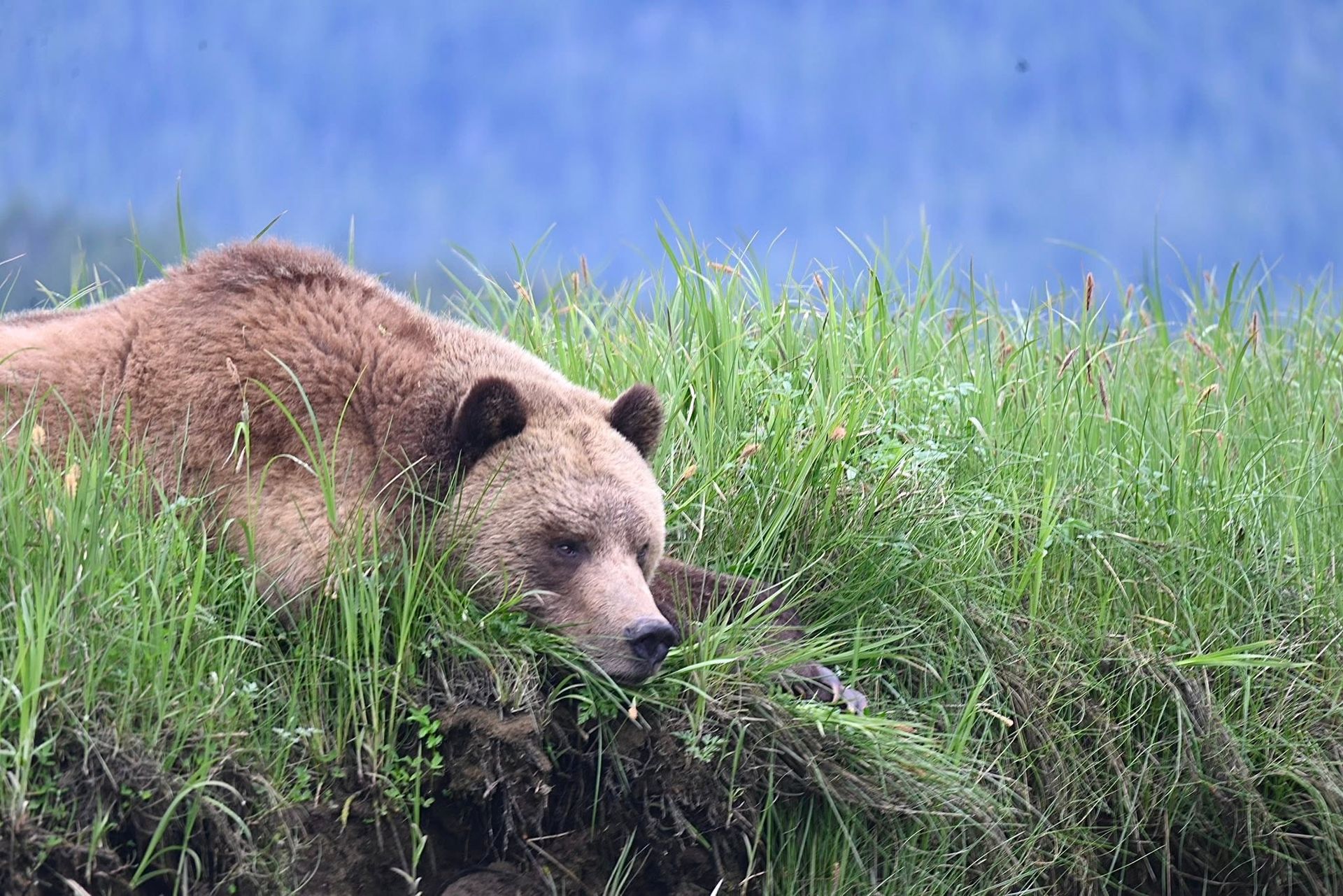 Grizzlybeer in Canada rustend in hoog groen gras tegen een blauwe achtergrond