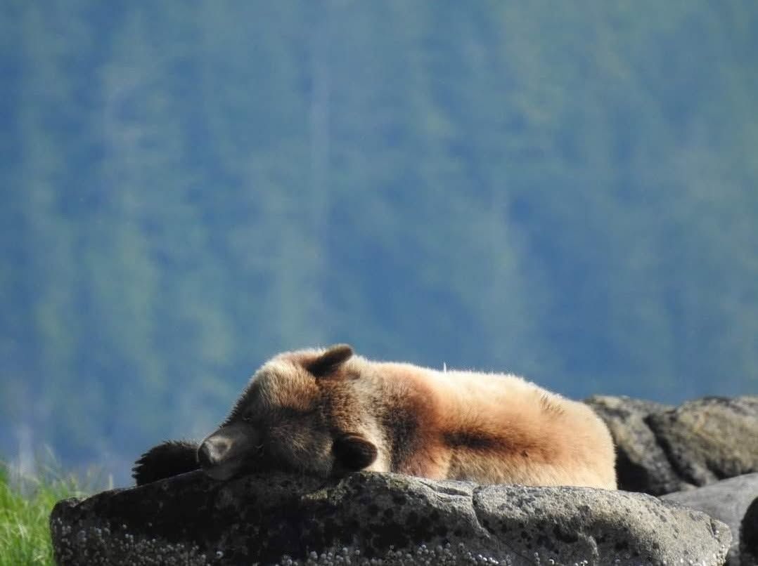 Grizzlybeer in Canada rustend op een rots, met wazige blauwe bergen op de achtergrond.