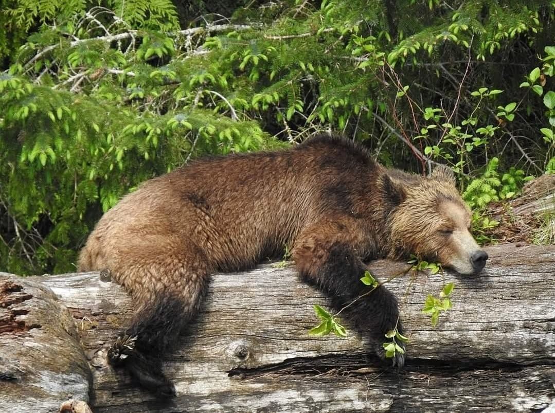 Grizzlybeer in Canada loopt over een omgevallen boomstam in een groen bos.