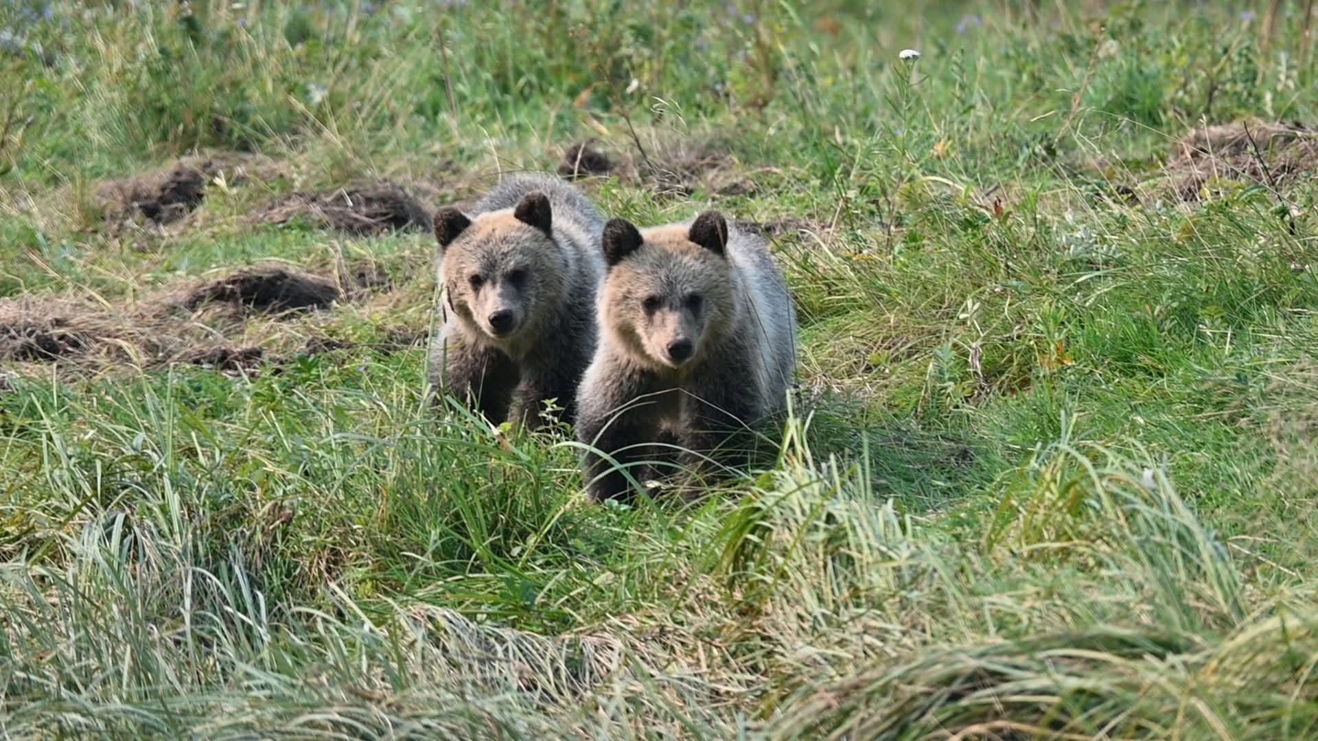 Twee grizzlyberen in Canada staan ​​in het hoge gras van een groene weide.