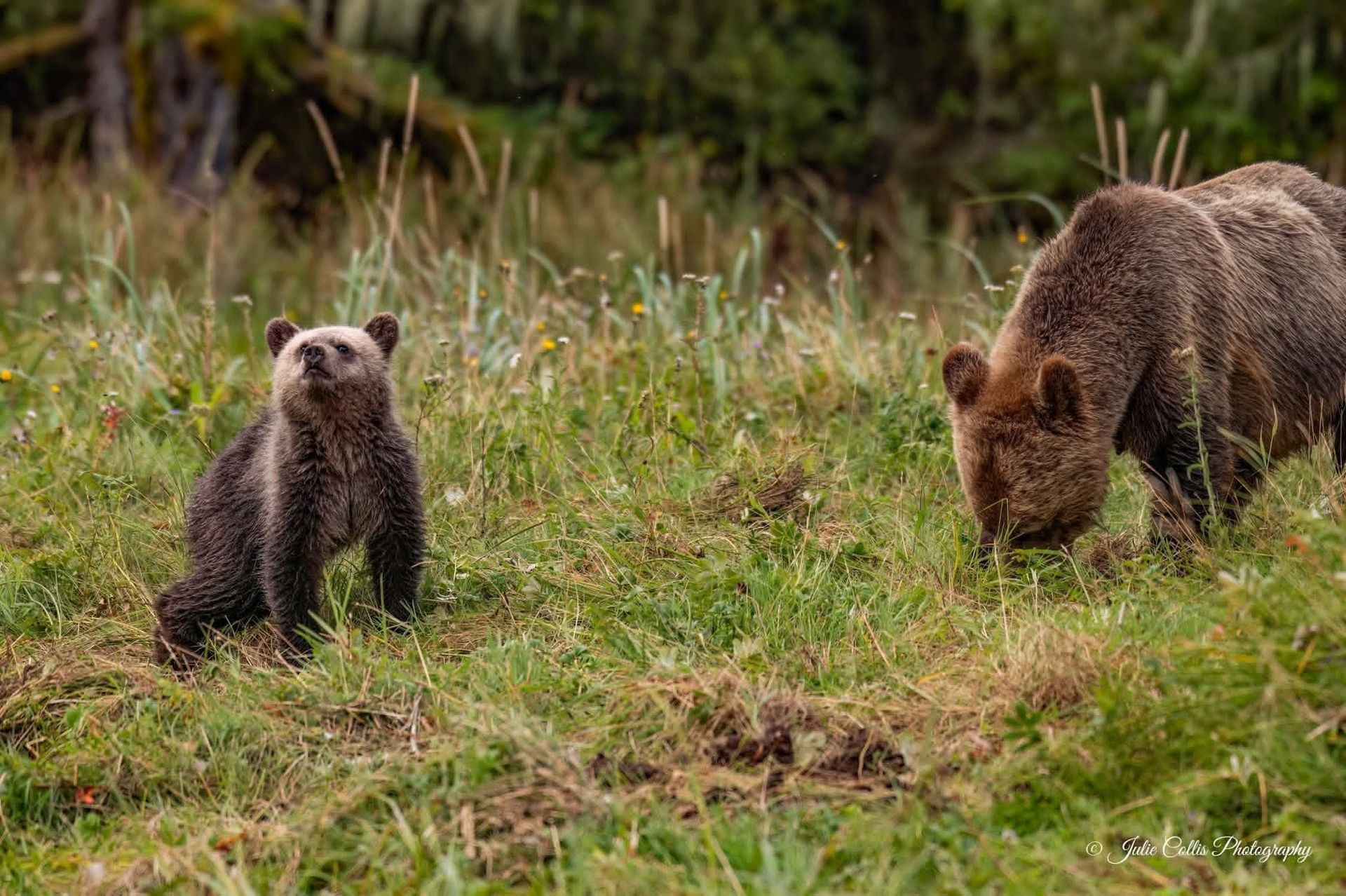 Twee grizzlybruine beren in Canada in een grasveld, de ene staat terwijl de andere vlakbij graast.