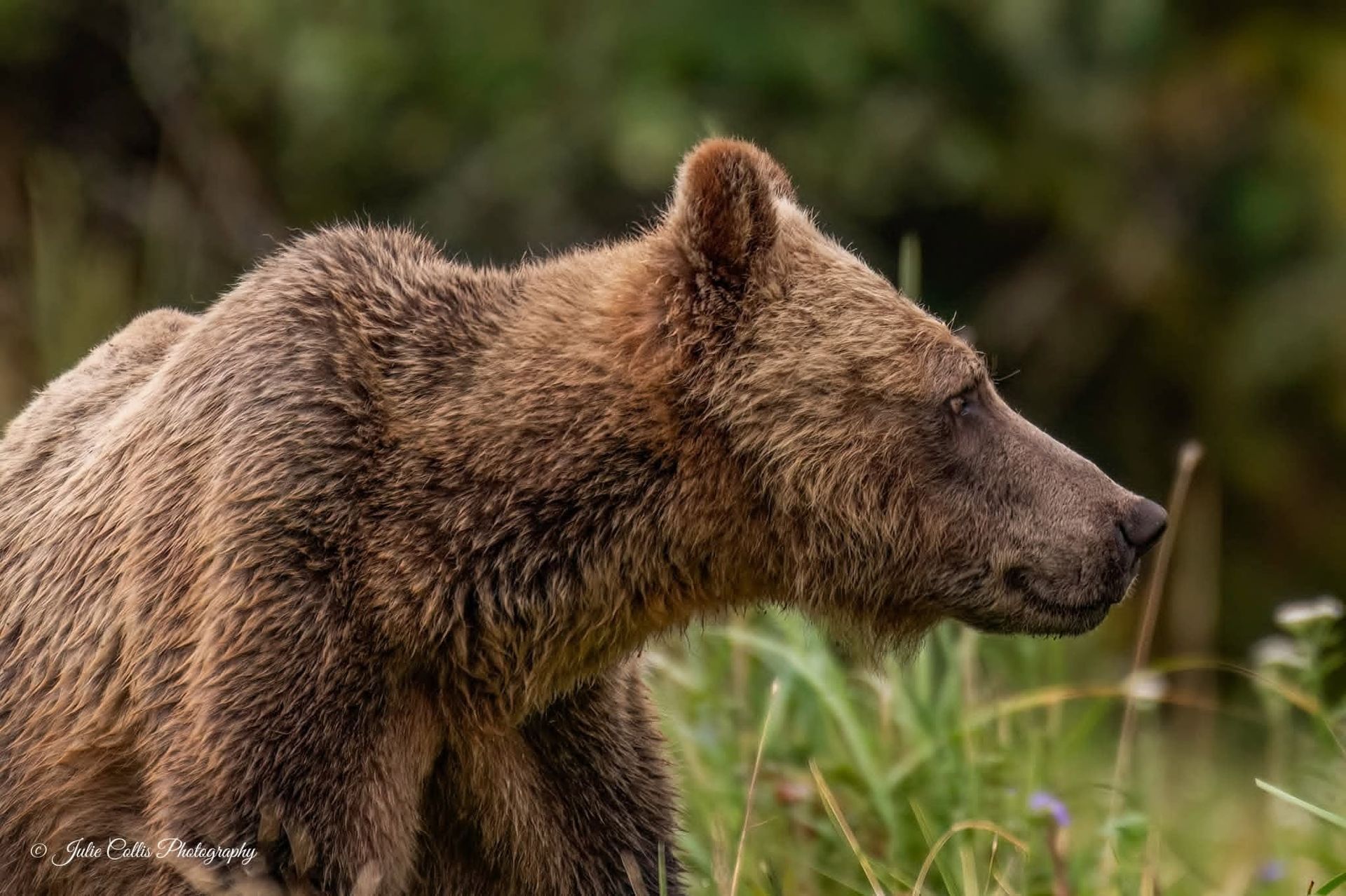 Grizzlybeer in Canada in profiel, staand in het gras en kijkend naar rechts.