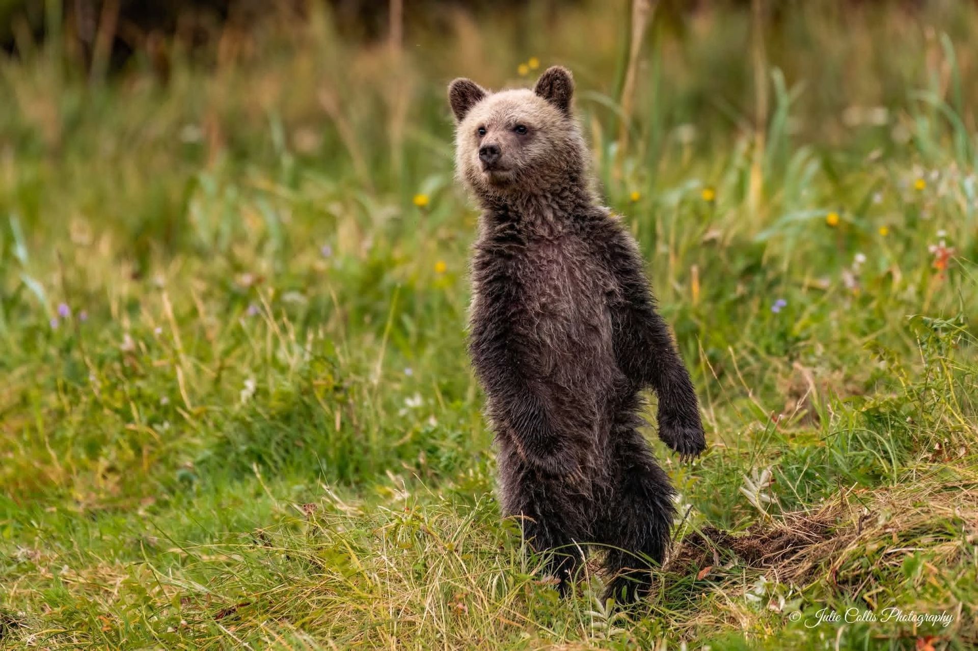 Een grizzlyberenwelp in Canada staat rechtop in het groene gras en kijkt vooruit.