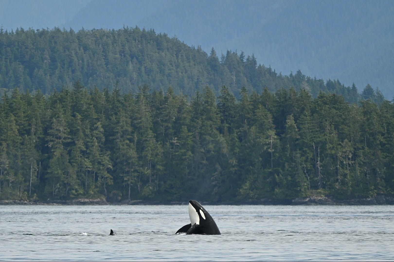 Een orka in Canada die bovenkomt in een grijze baai met een beboste kustlijn op de achtergrond.