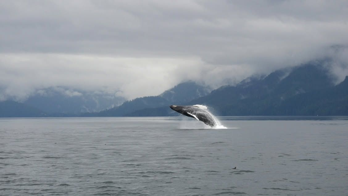 Een walvis in Canada die vlak boven het oceaanoppervlak uit het water springt, met mistige bergen op de achtergrond.