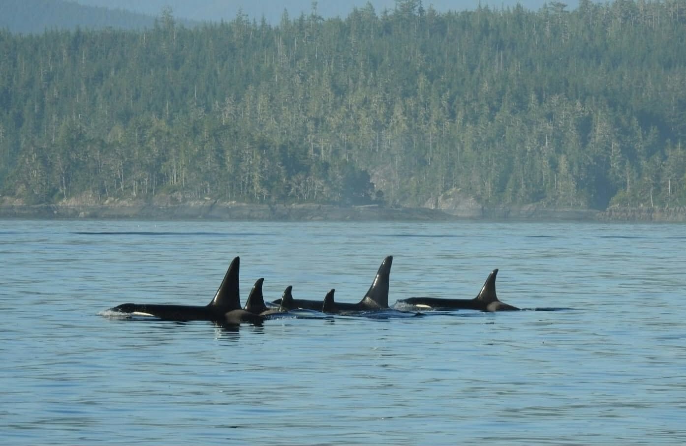 Vier orka's zwemmen in Canada in kalm blauw water nabij een beboste kustlijn.