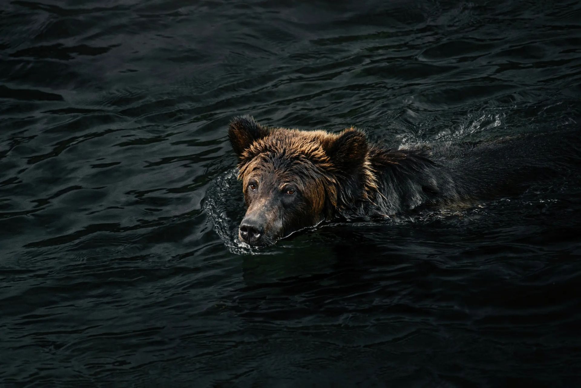 Bruine beer zwemt in donker water, kop boven het oppervlak.