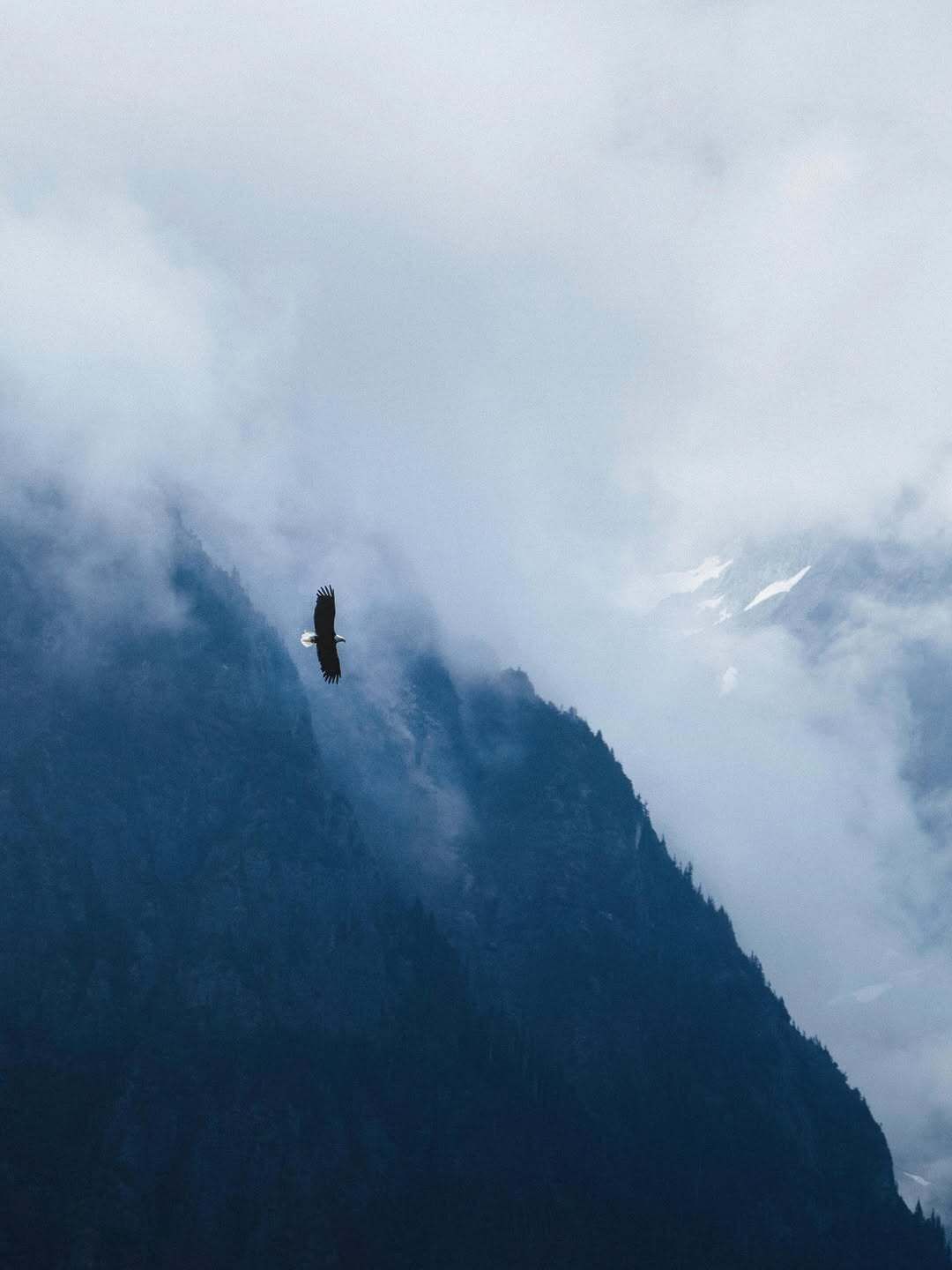 Een zeearend glijdt boven een mistige bergkam onder een bewolkte hemel.
